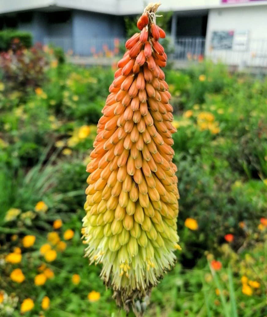 Bepflanzungen - Bild 3